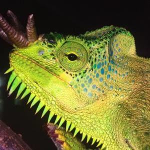 Meet your Posher, Carson